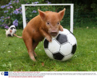 Miniature pigs enjoy a game of football at Pennywell Farm, Devon, Britain - 15 Sep 2009