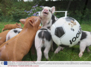 Miniature pigs enjoy a game of football at Pennywell Farm, Devon, Britain - 15 Sep 2009