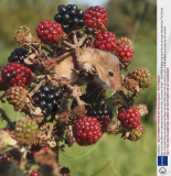 Baby Harvest Mice are released back into the wild, Somerset, Britain - Sep 2009