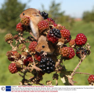 Baby Harvest Mice are released back into the wild, Somerset, Britain - Sep 2009