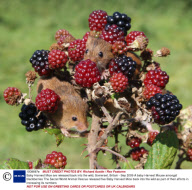 Baby Harvest Mice are released back into the wild, Somerset, Britain - Sep 2009