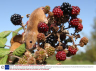 Baby Harvest Mice are released back into the wild, Somerset, Britain - Sep 2009