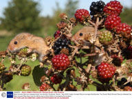 Baby Harvest Mice are released back into the wild, Somerset, Britain - Sep 2009