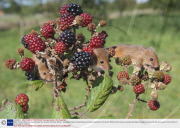 Baby Harvest Mice are released back into the wild, Somerset, Britain - Sep 2009