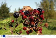 Baby Harvest Mice are released back into the wild, Somerset, Britain - Sep 2009