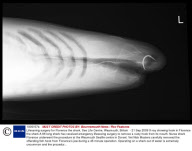 Lifesaving surgery for Florence the shark, Sea Life Centre, Weymouth, Britain  - 21 Sep 2009