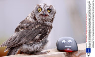 Lucy the cross-eyed owl who was left virtually blind after an animal attack, California, America - 23 Sep 2009