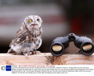 Lucy the cross-eyed owl who was left virtually blind after an animal attack, California, America - 23 Sep 2009