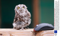 Lucy the cross-eyed owl who was left virtually blind after an animal attack, California, America - 23 Sep 2009