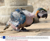 Jack Russell puppy meets baby macaw parrots at Sign Of the Owl pet centre, Ivybridge, Devon, Britain - 22 Sep 2009