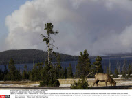 WY: ARNICA FOREST FIRE IN YELLOWSTONE PARK