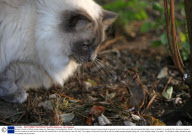 Bravest mouse in Britain scares away cat, Swavesey, Cambridgeshire, Britain - 29 Sep 2009