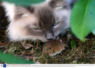 Bravest mouse in Britain scares away cat, Swavesey, Cambridgeshire, Britain - 29 Sep 2009