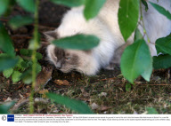 Bravest mouse in Britain scares away cat, Swavesey, Cambridgeshire, Britain - 29 Sep 2009
