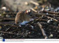 Bravest mouse in Britain scares away cat, Swavesey, Cambridgeshire, Britain - 29 Sep 2009