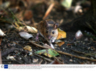 Bravest mouse in Britain scares away cat, Swavesey, Cambridgeshire, Britain - 29 Sep 2009