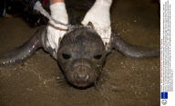 Cheerio the elephant seal found stranded and malnourished, Laguna Beach Pacific Marine Mammal Center, California, America - 04 Oct 2009