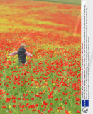 Stunning field of poppies, Shaftesbury, Dorset, Britain - Oct 2009