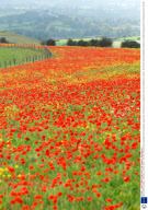 Stunning field of poppies, Shaftesbury, Dorset, Britain - Oct 2009