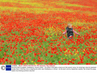 Stunning field of poppies, Shaftesbury, Dorset, Britain - Oct 2009