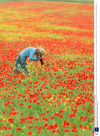 Stunning field of poppies, Shaftesbury, Dorset, Britain - Oct 2009