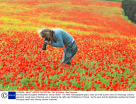 Stunning field of poppies, Shaftesbury, Dorset, Britain - Oct 2009