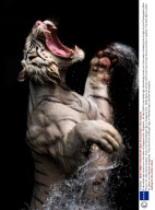 A rare white tiger bursts out of the water at Singapore Zoo, Singapore - 28 Sep 2009