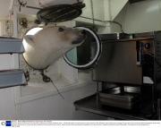 Polar bear pokes his head into tourist ship after smelling lunch cooking, Svalbard, Arctic -