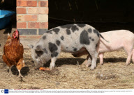 Micro pigs at Little Pig Farm in Christchurch, Cambridgeshire, Britain - 06 Oct 2009