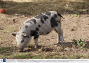 Micro pigs at Little Pig Farm in Christchurch, Cambridgeshire, Britain - 06 Oct 2009