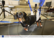 Paralysed dog walks again after pioneering treatment, Cambridge University, Cambridgeshire, Britain - 07 Oct 2009