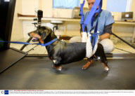 Paralysed dog walks again after pioneering treatment, Cambridge University, Cambridgeshire, Britain - 07 Oct 2009