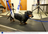 Paralysed dog walks again after pioneering treatment, Cambridge University, Cambridgeshire, Britain - 07 Oct 2009
