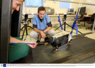 Paralysed dog walks again after pioneering treatment, Cambridge University, Cambridgeshire, Britain - 07 Oct 2009