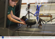 Paralysed dog walks again after pioneering treatment, Cambridge University, Cambridgeshire, Britain - 07 Oct 2009