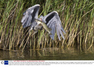 Heron bites off more than it can chew after skewering 2ft pike, Brandon Marsh, near Coventry, West Midlands, Britain - 06 Oct 2009