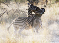 Safari in South Africa - 2008