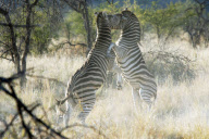 Safari in South Africa - 2008