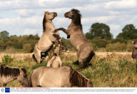 Wild Konik stallions sparring, Wicken Fen, Cambridgeshire, Britain - 08 Oct 2009