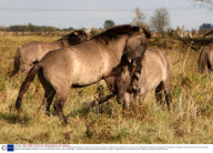 Wild Konik stallions sparring, Wicken Fen, Cambridgeshire, Britain - 08 Oct 2009