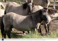 Wild Konik stallions sparring, Wicken Fen, Cambridgeshire, Britain - 08 Oct 2009