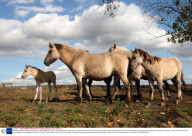 Wild Konik stallions sparring, Wicken Fen, Cambridgeshire, Britain - 08 Oct 2009