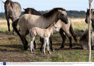 Wild Konik stallions sparring, Wicken Fen, Cambridgeshire, Britain - 08 Oct 2009