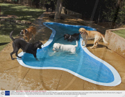 Canyon View Ranch country estate for dogs, Topanga Canyon, California, America - Oct 2009