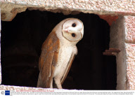 Yawning owl, Noida, near Delhi, India - Oct 2009