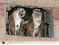 Yawning owl, Noida, near Delhi, India - Oct 2009