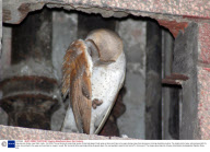 Yawning owl, Noida, near Delhi, India - Oct 2009