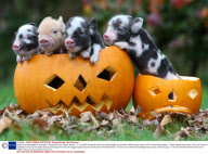 Miniature pocket piglets in a pumpkin, Pennywell Farm, Devon, Britain - 21 Oct 2009