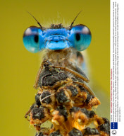 Rare blue-eyed Damselfly, Romeo, Michigan, America - Oct 2009