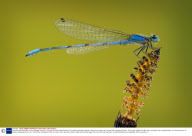Rare blue-eyed Damselfly, Romeo, Michigan, America - Oct 2009
